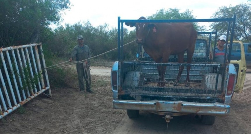 Icaño: detienen a sujetos tras una denuncia por abigeato