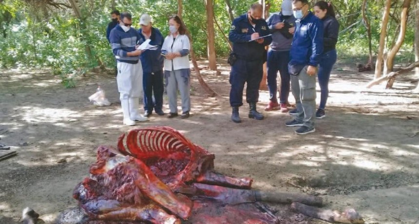 Encuentran mataderos ilegales con carne de caballo, armas y droga