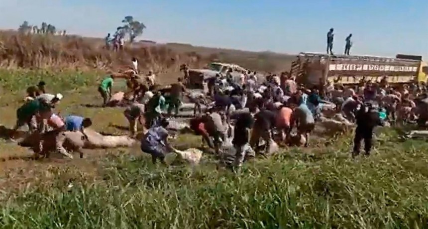 Se llevaron más de 200 cerdos tras el vuelco de un camión en la Ruta 9