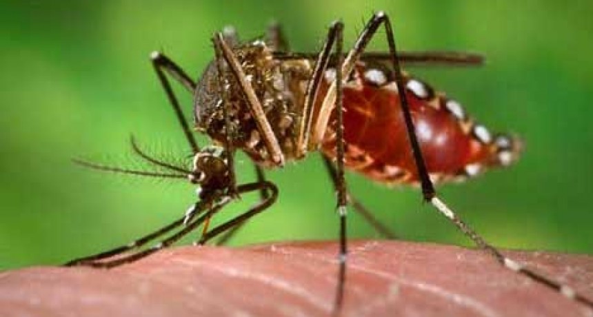 Confirman 8.000 casos de dengue en 13 jurisdicciones y más de 500 de chikungunya