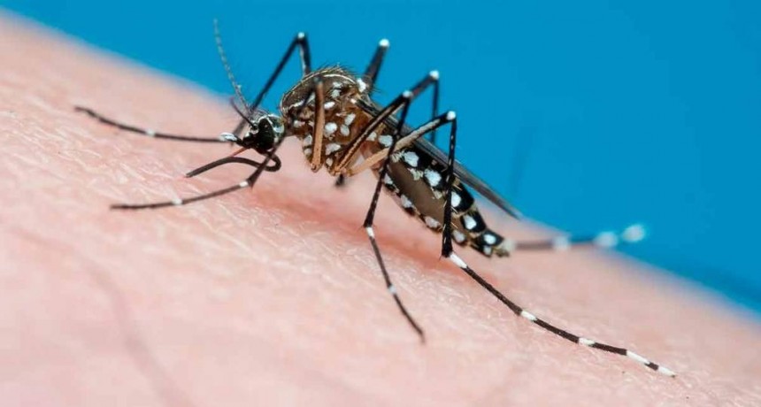 Dengue en Argentina: confirmaron más de 28 mil casos desde el inicio del brote