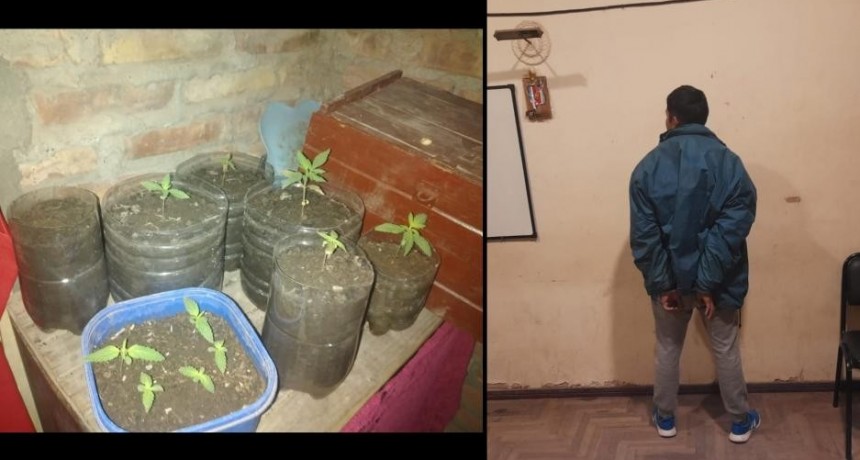 Allanamientos en Añatuya: varios plantines de marihuana, una moto para 