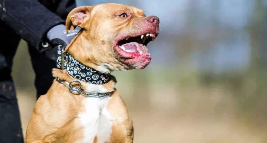 Medida legal para dueño de 2 Pitbull por matanza de perros y riesgo de personas