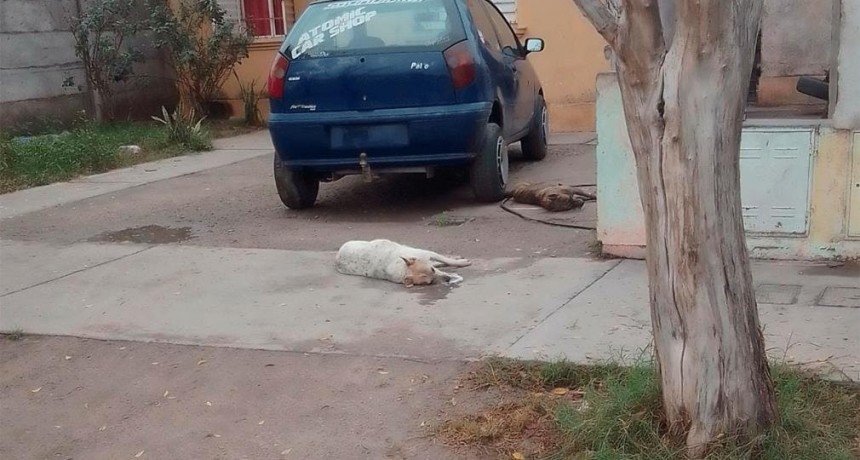 La Banda: trece perros aparecieron muertos y los vecinos piden que se investigue