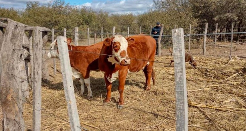 Secuestran animales vacunos que habían sido robados de un paraje de Avellaneda