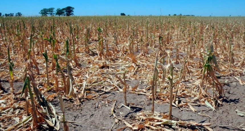 Declaran la emergencia agropecuaria en Tucumán por sequía