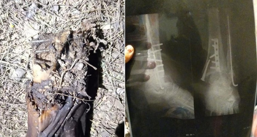 Perros hallan restos óseos que serían de un vecino desaparecido