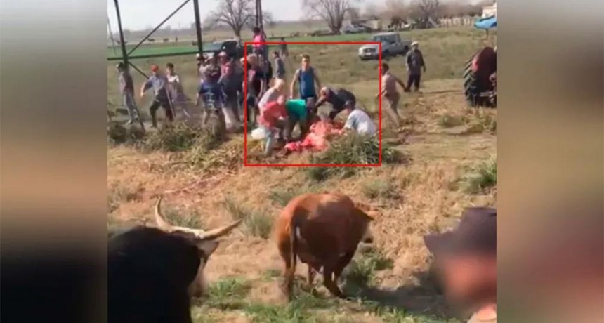 Volcó un camión con vacas: la gente las faenó al costado de la ruta