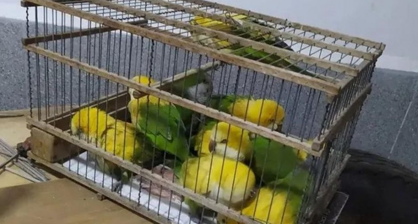 Descubren a personas que desteñían a loros con agua oxigenada para hacerlos parecer aves exóticas