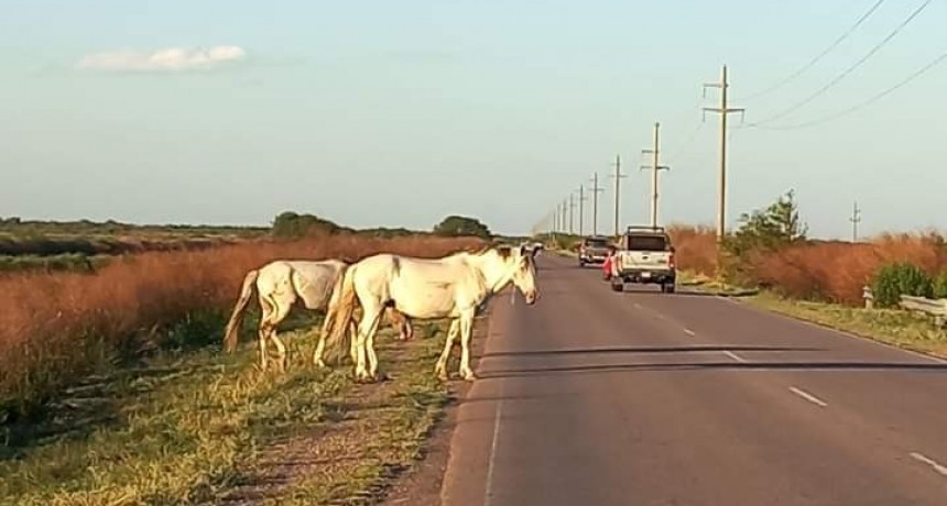 Animales sueltos en las rutas